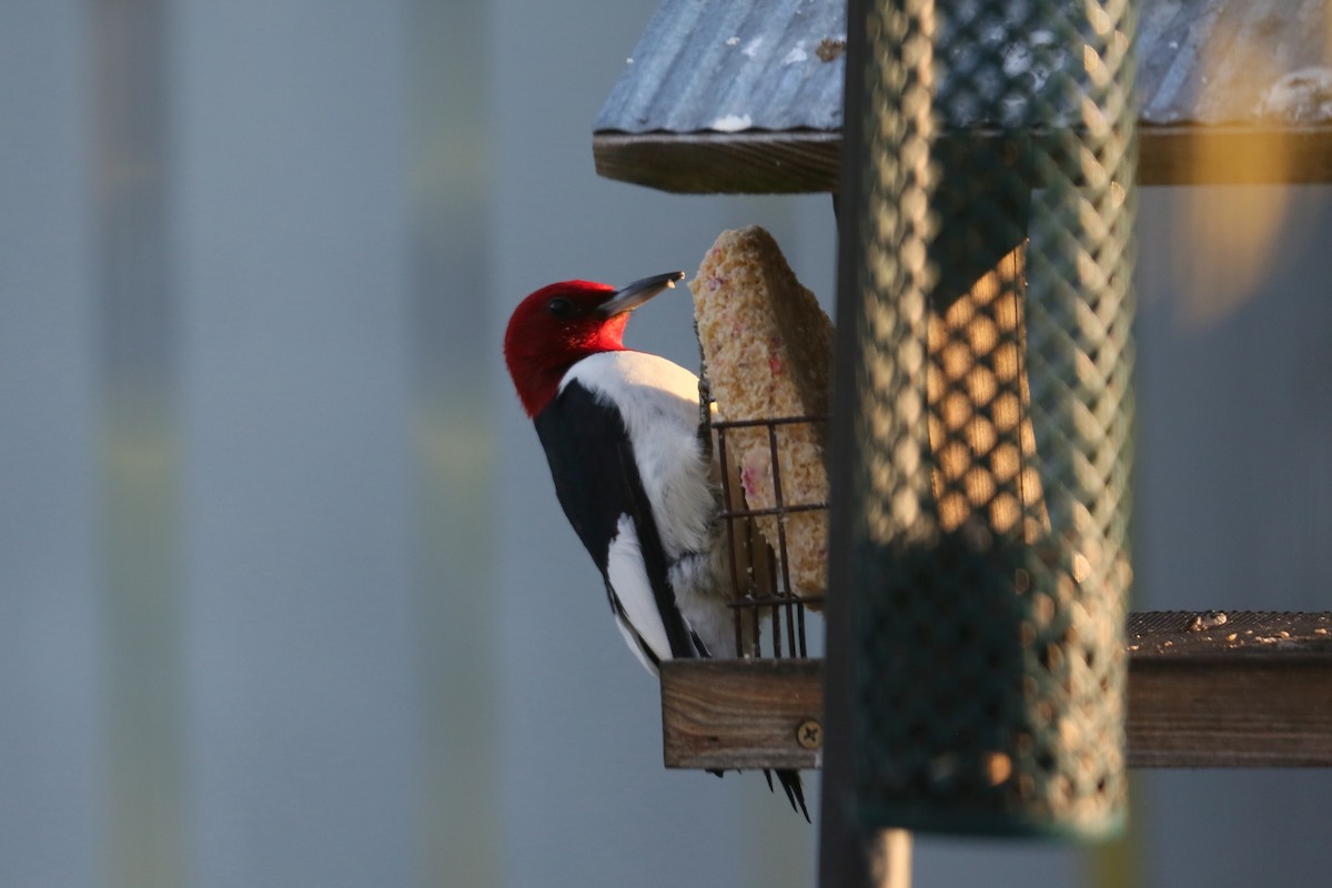 Red-headed Woodpecker - ML563892121