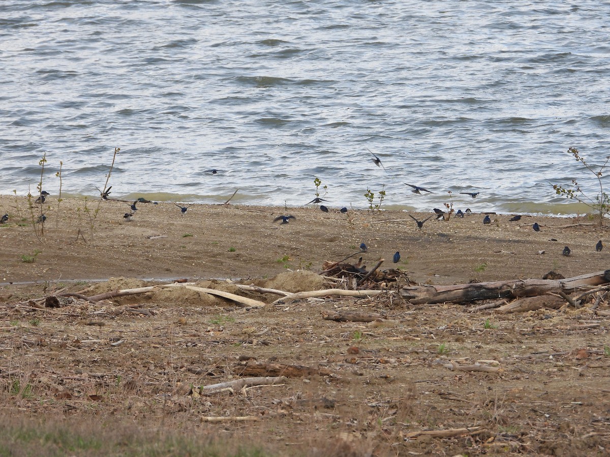 Tree Swallow - ML563892441