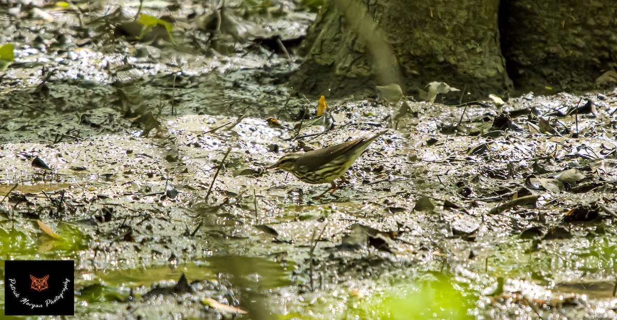 Northern Waterthrush - ML563892811