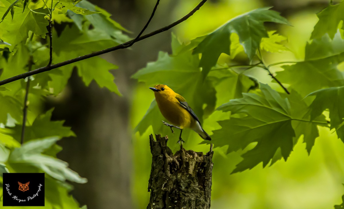 Prothonotary Warbler - ML563892851