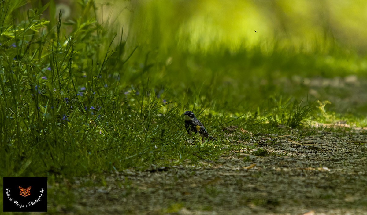 Yellow-rumped Warbler - ML563892881