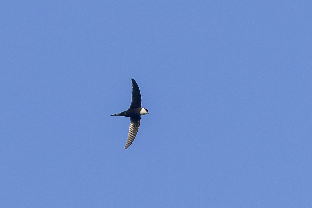 Lesser Swallow-tailed Swift - Graham Ella