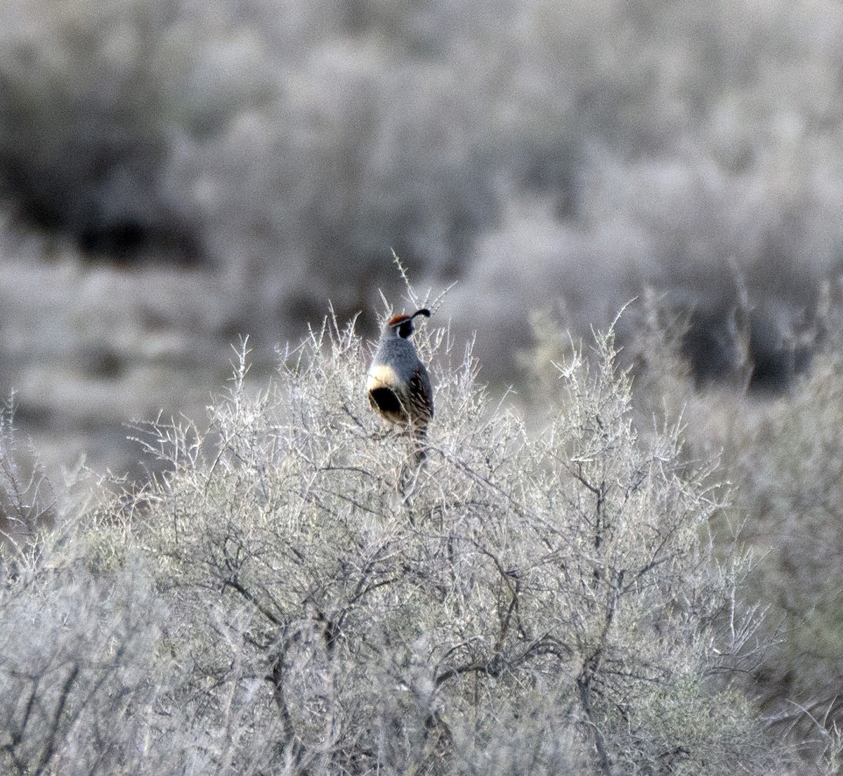 Gambel's Quail - ML563893631