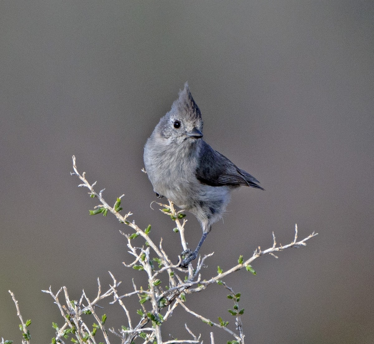 Juniper Titmouse - Scott Berglund