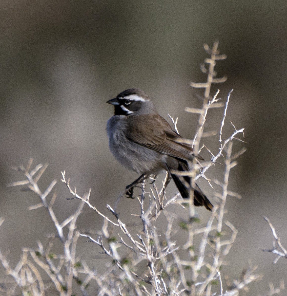 Black-throated Sparrow - Scott Berglund