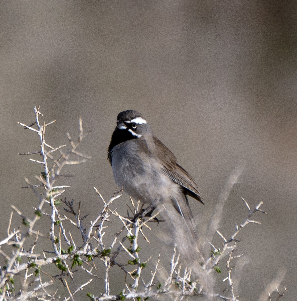 Black-throated Sparrow - Scott Berglund