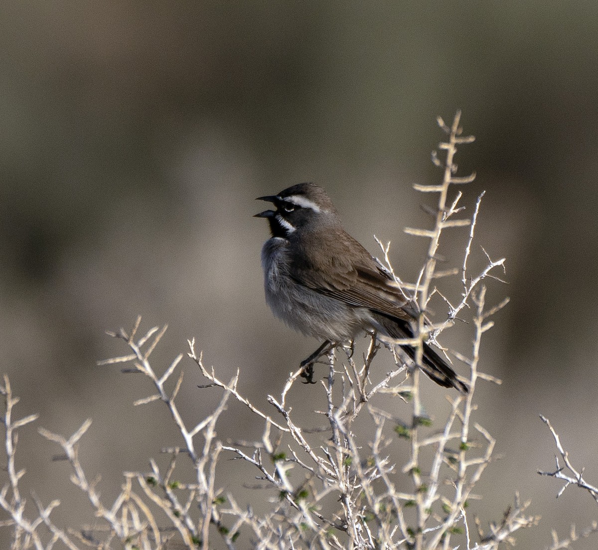 Black-throated Sparrow - Scott Berglund