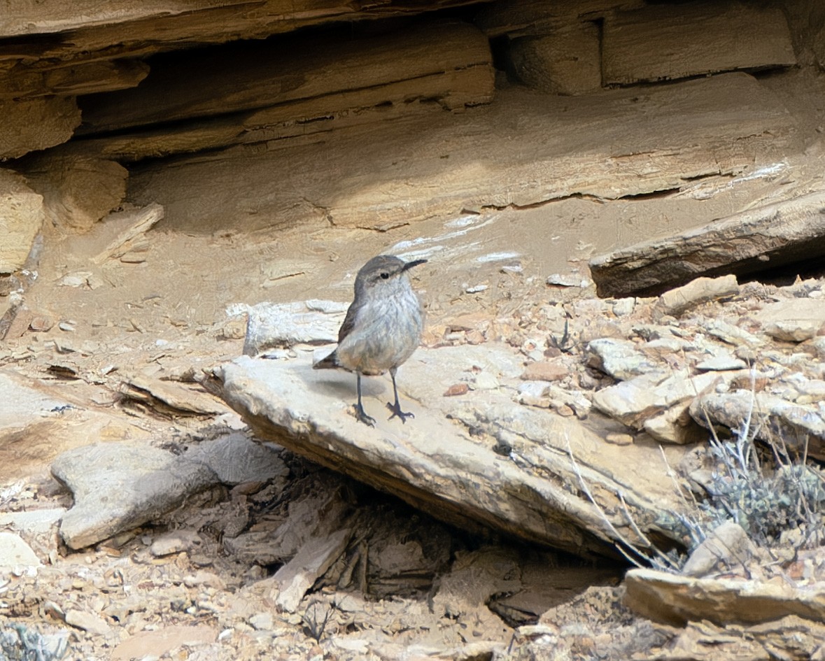 Rock Wren - Scott Berglund