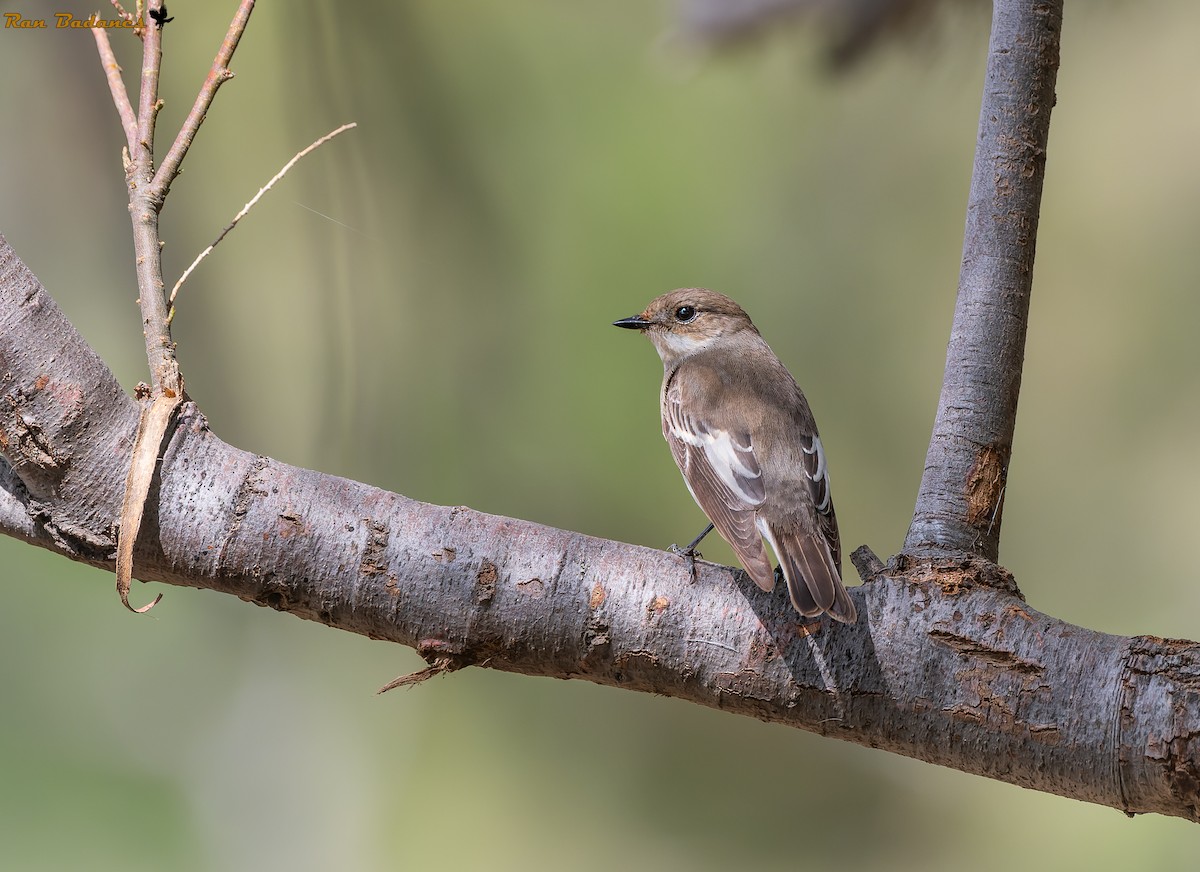 Collared Flycatcher - ML563894031