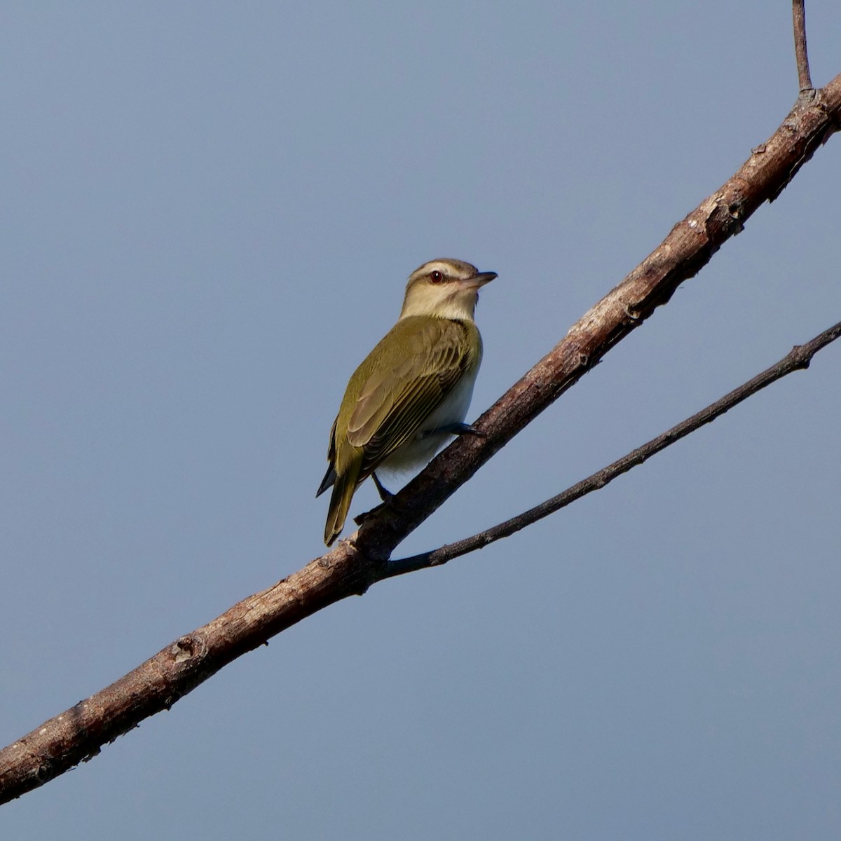 Black-whiskered Vireo - ML563894351