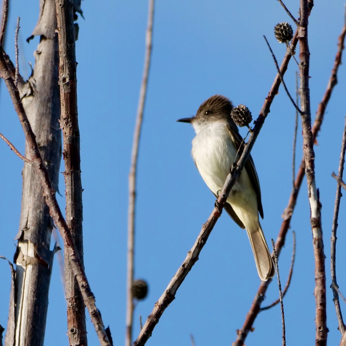 La Sagra's Flycatcher - ML563894361