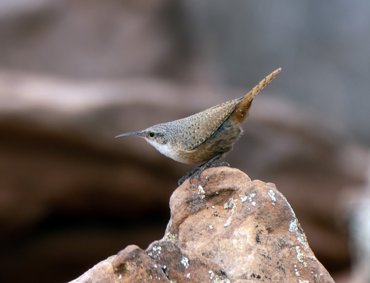 Canyon Wren - Scott Berglund