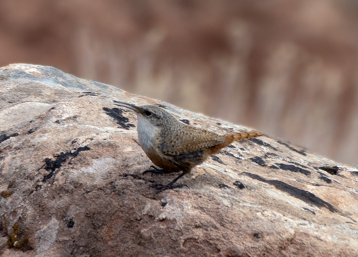 Canyon Wren - Scott Berglund