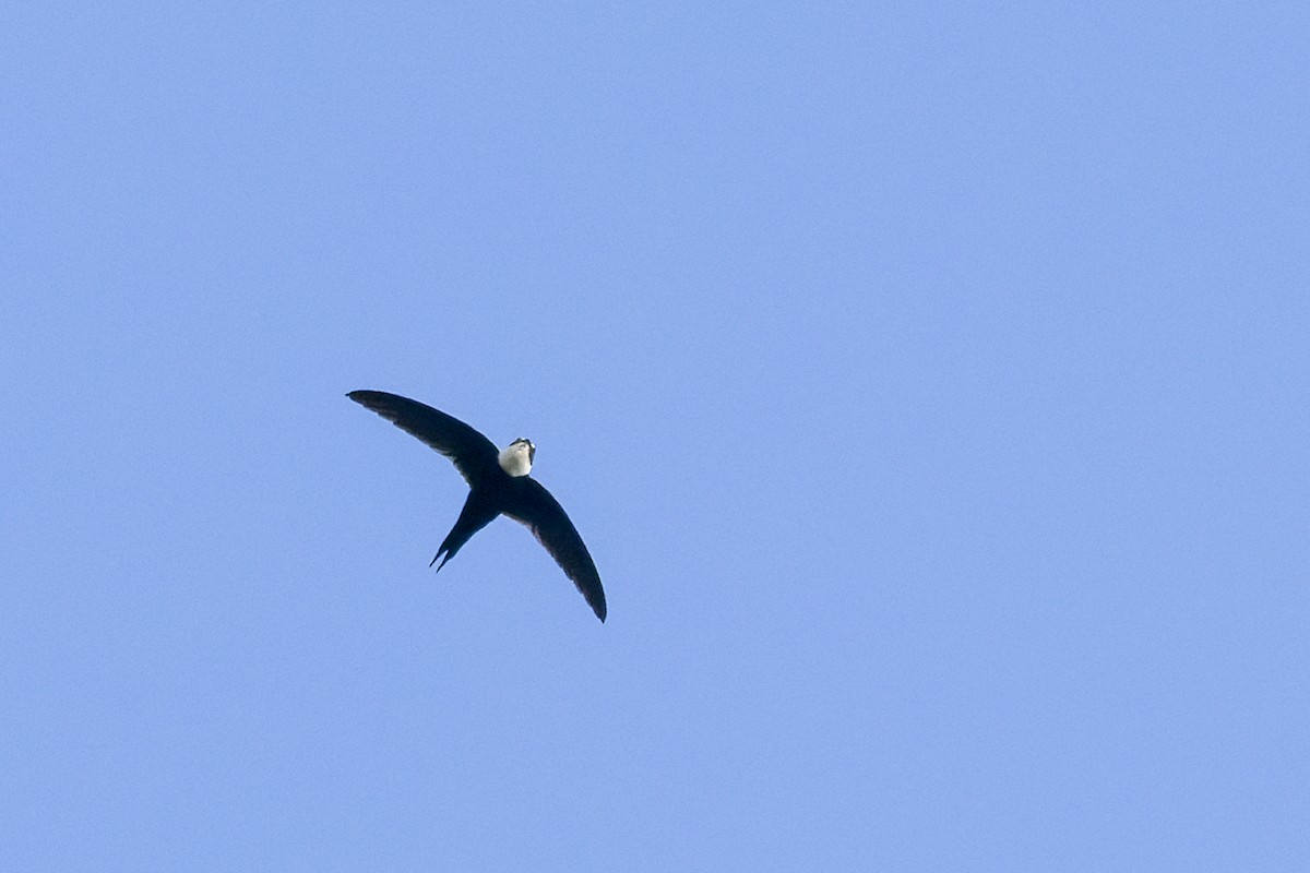 Lesser Swallow-tailed Swift - Graham Ella
