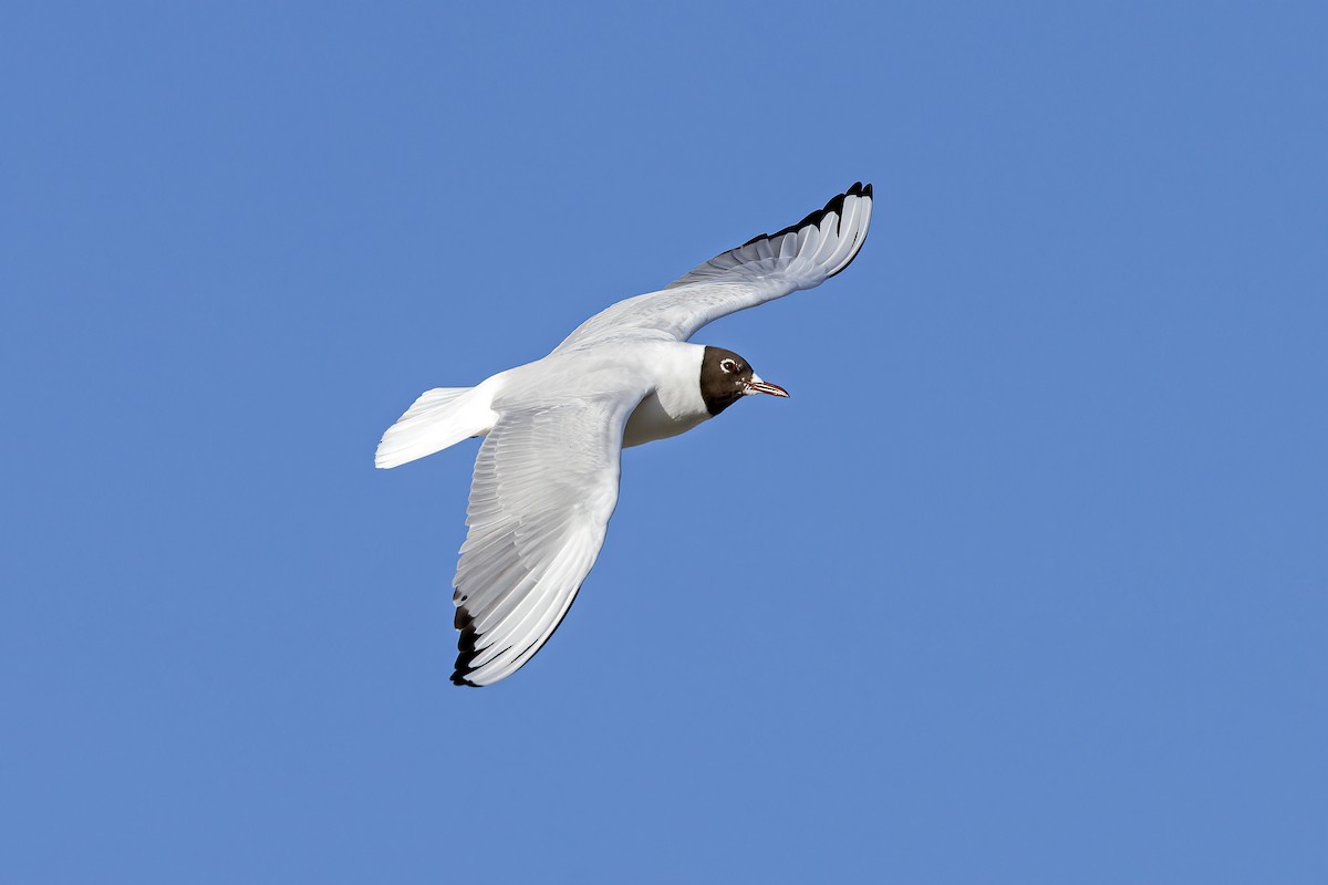Mouette rieuse - ML563895191