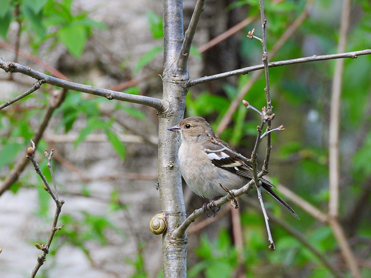 Common Chaffinch - ML563895391