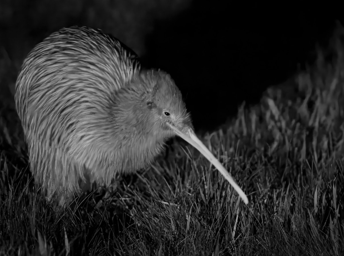 Southern Brown Kiwi (Stewart I.) - Scott Ritchie