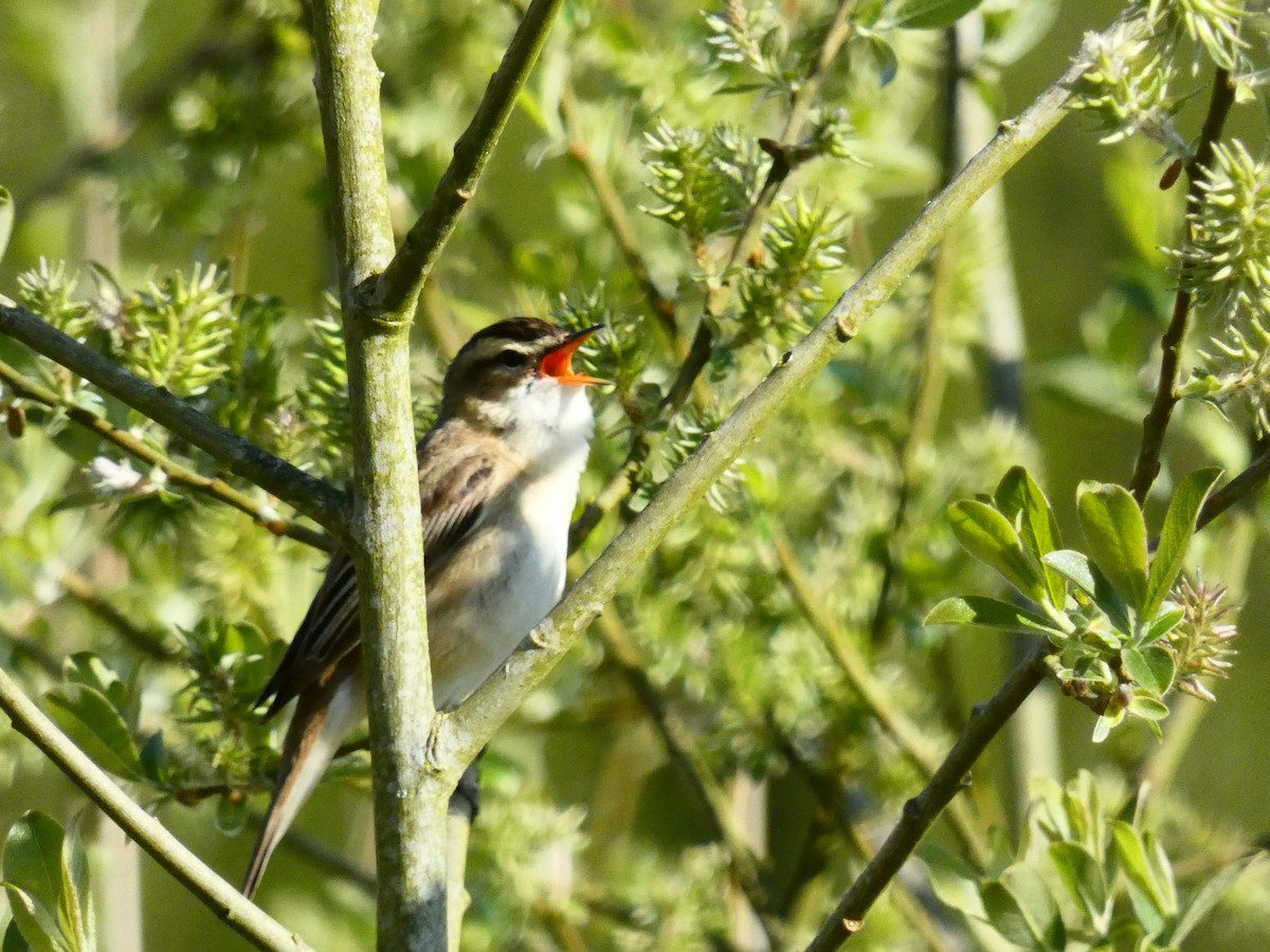 Sedge Warbler - ML563896301