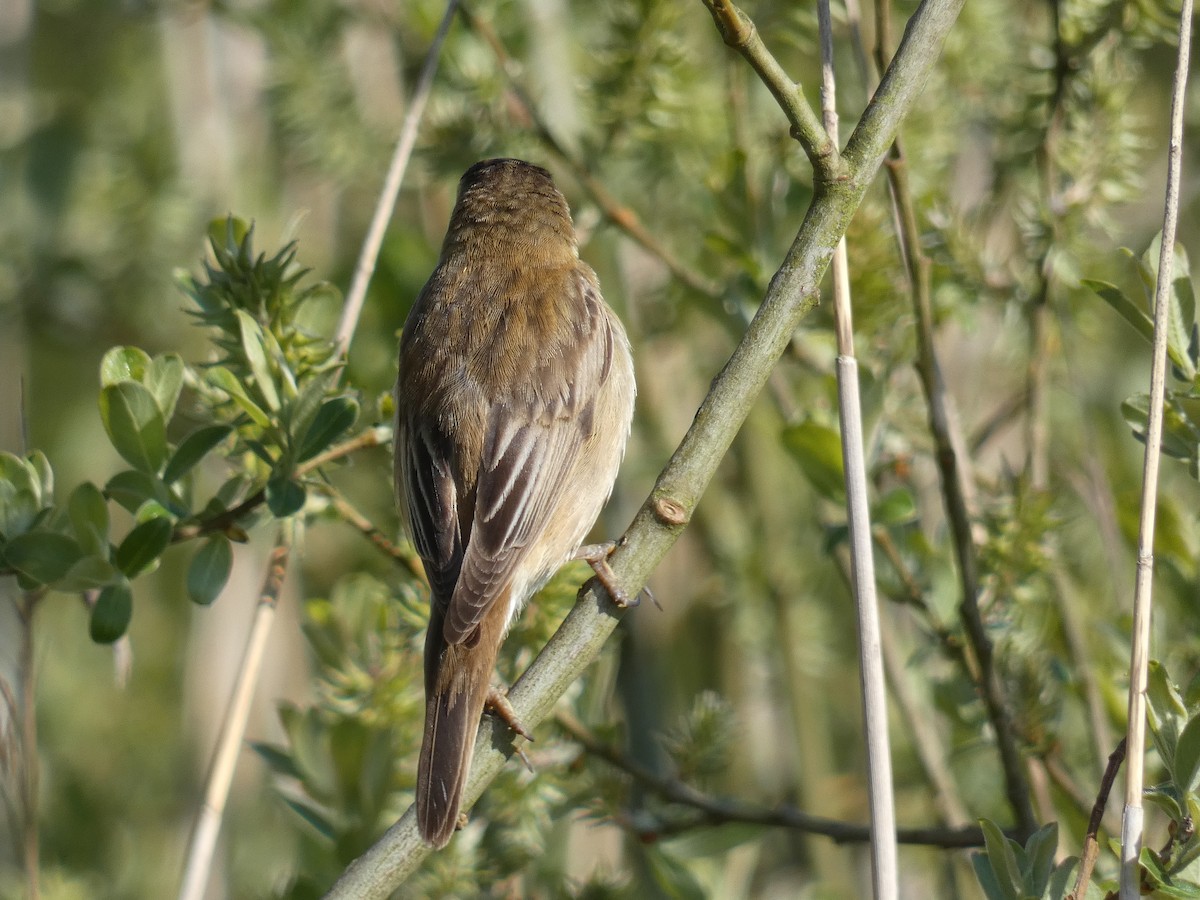 Sedge Warbler - ML563896331