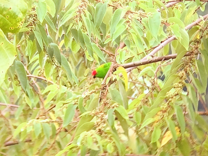 Sulawesi Hanging-Parrot - ML563896371