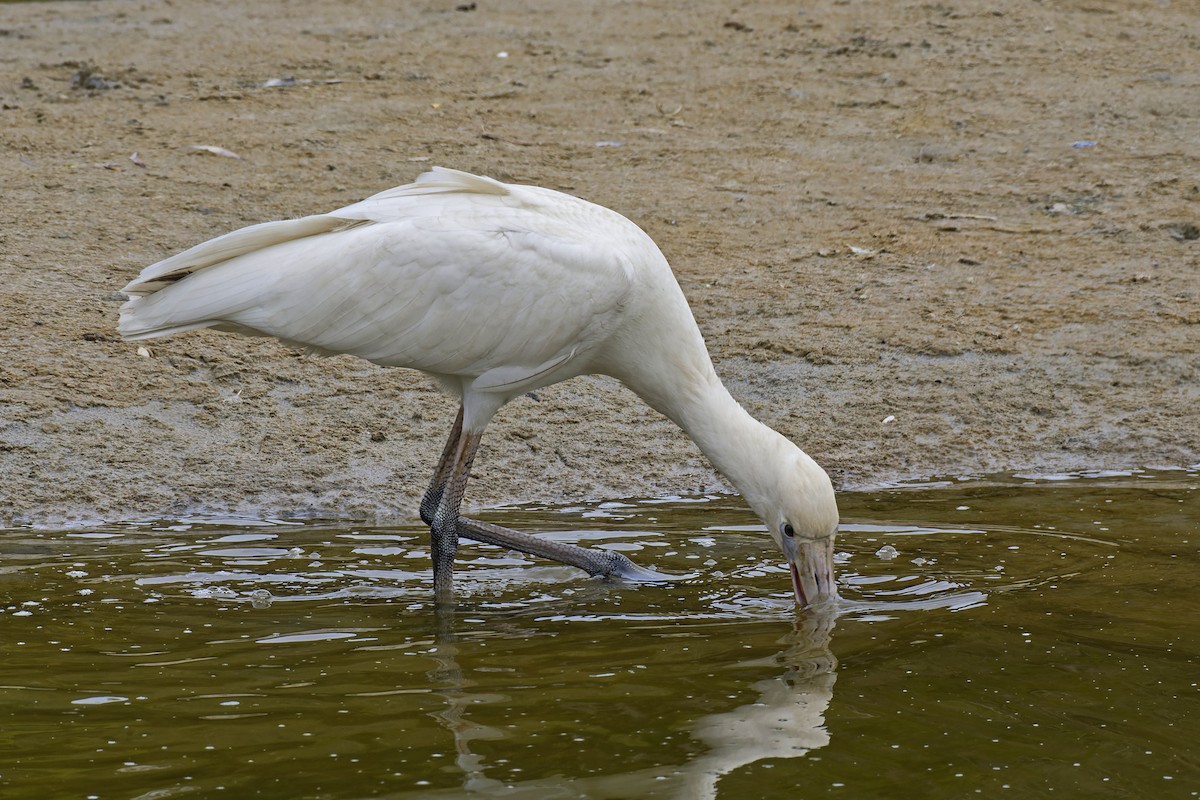 Yellow-billed Spoonbill - ML563896871