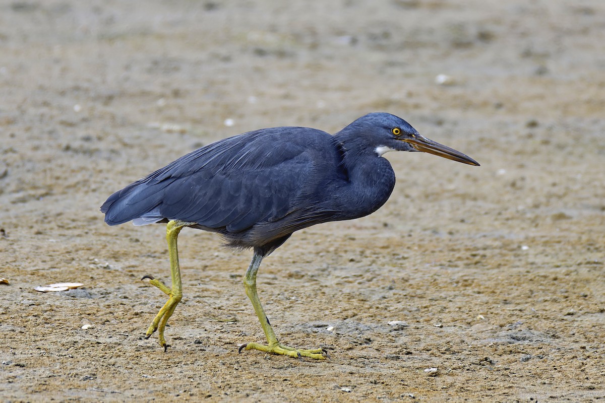 Pacific Reef-Heron - ML563896901