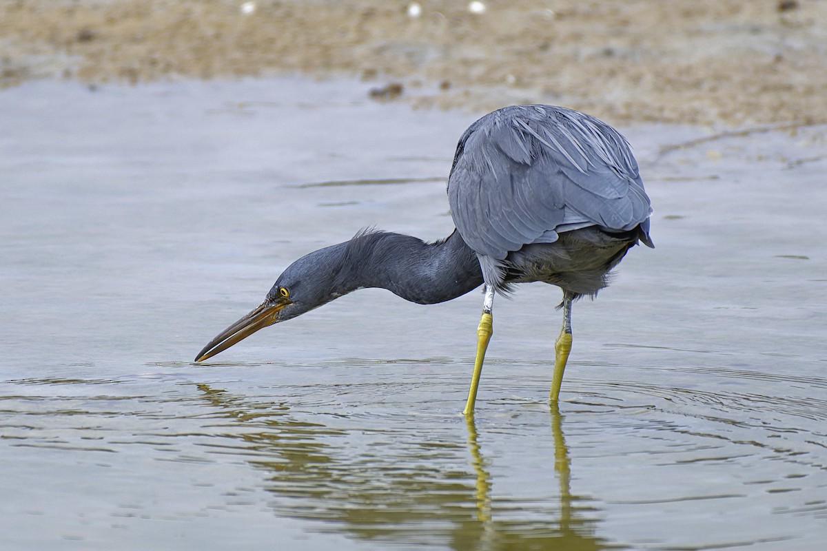 Pacific Reef-Heron - ML563896911