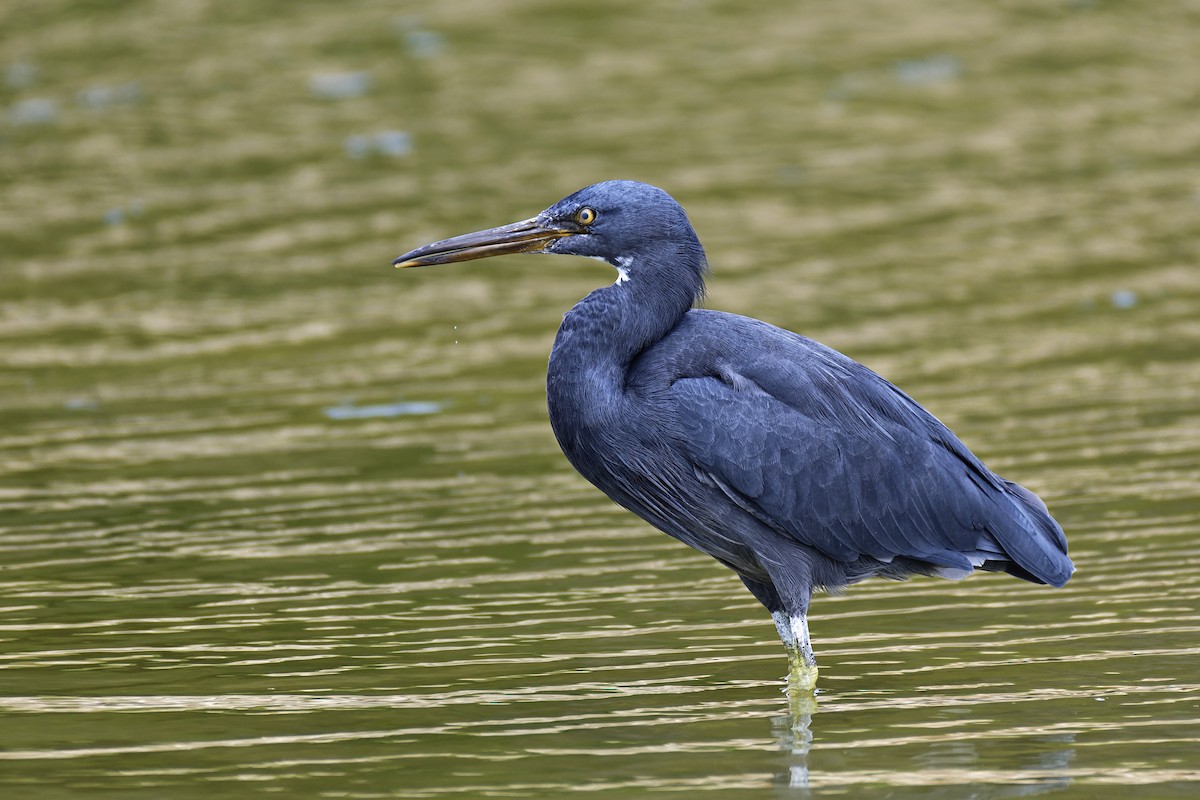 Pacific Reef-Heron - ML563896991