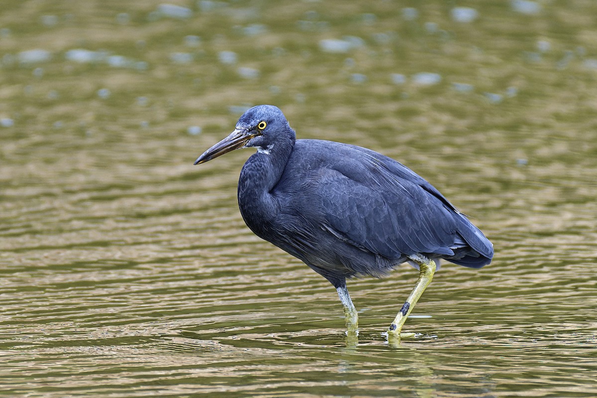 Pacific Reef-Heron - ML563897001