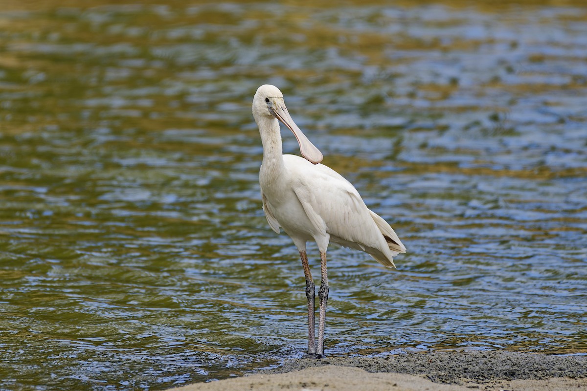 Yellow-billed Spoonbill - ML563897151