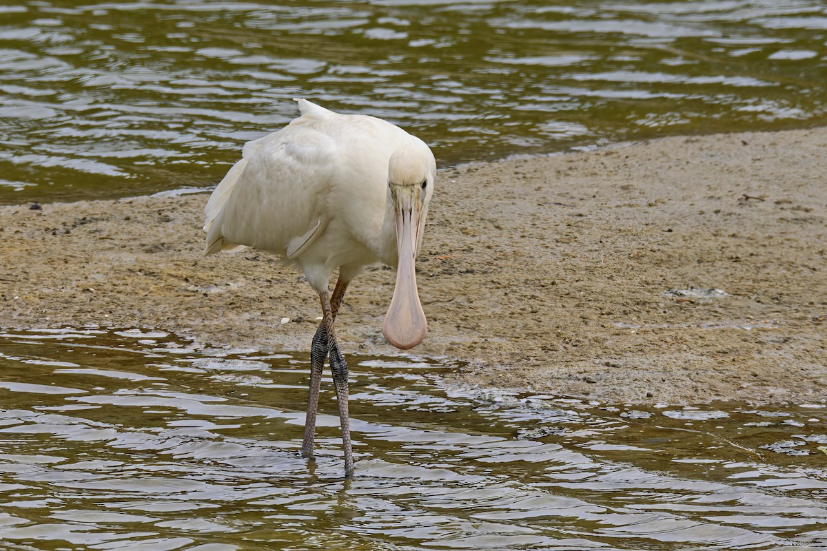 Yellow-billed Spoonbill - ML563897161