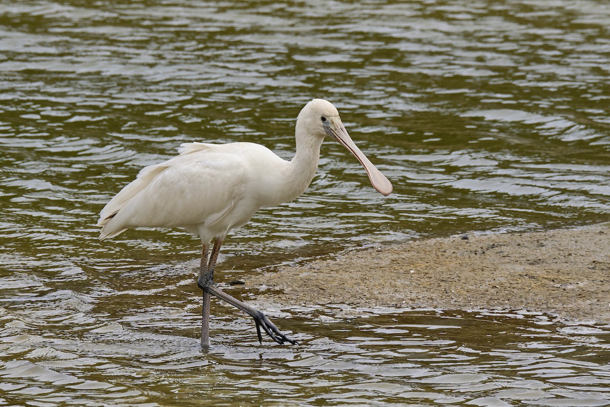 Yellow-billed Spoonbill - ML563897181