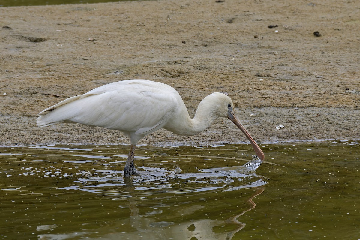 Yellow-billed Spoonbill - ML563897271