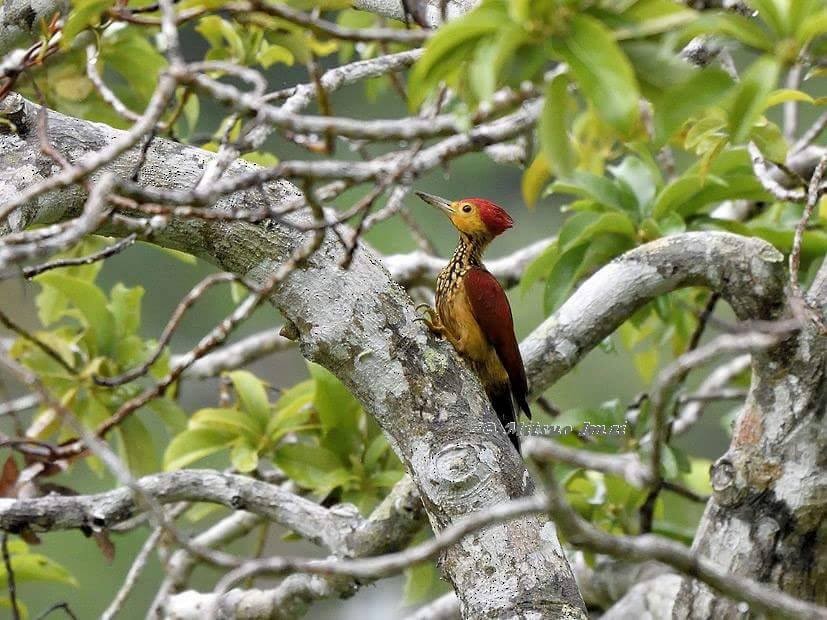 Yellow-faced Flameback - Adrian Constantino