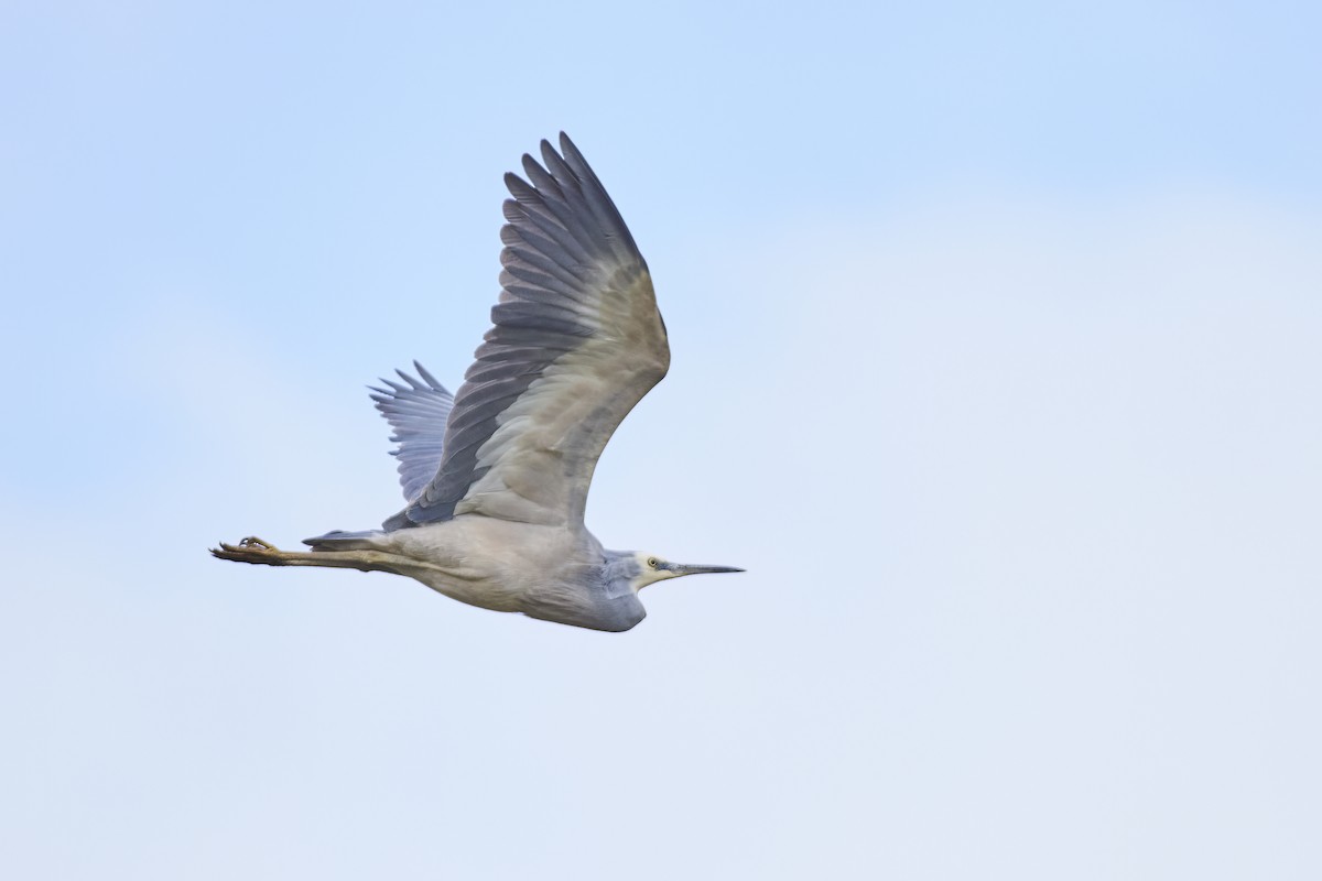 White-faced Heron - ML563898551