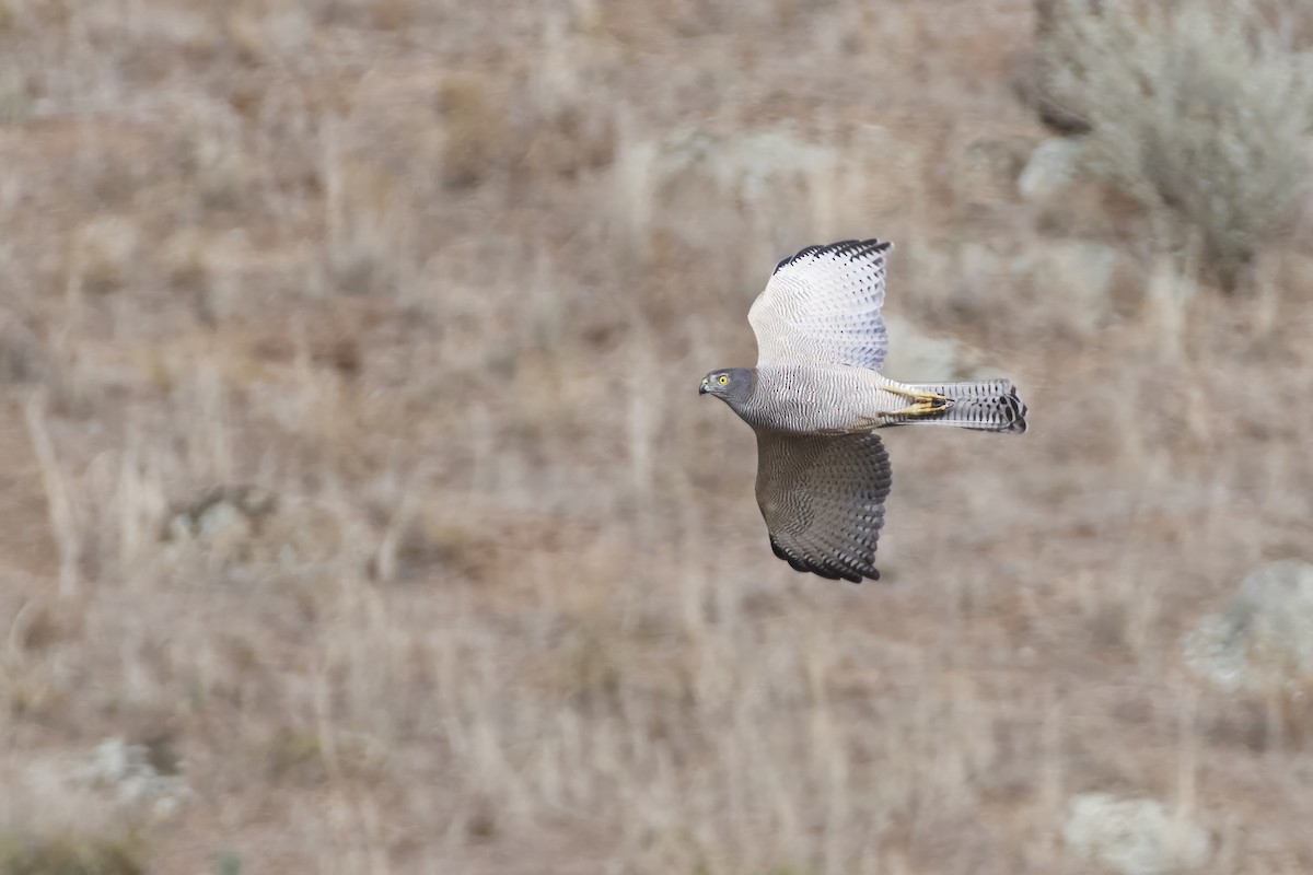 Brown Goshawk - ML563899151