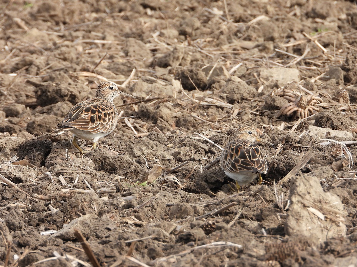 Pectoral Sandpiper - ML563899401