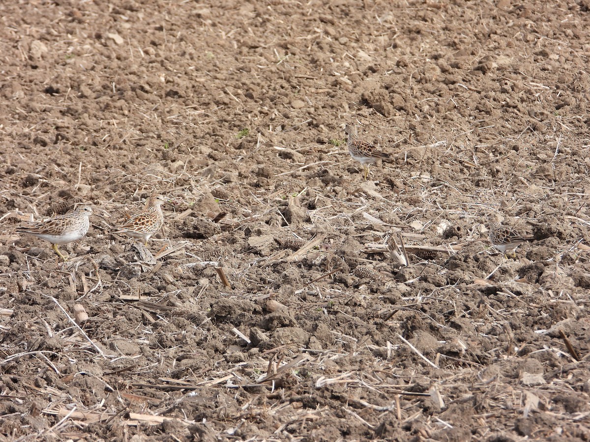 Pectoral Sandpiper - ML563899411