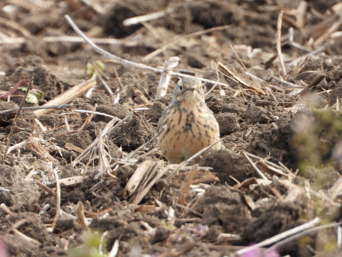 American Pipit - ML563899431