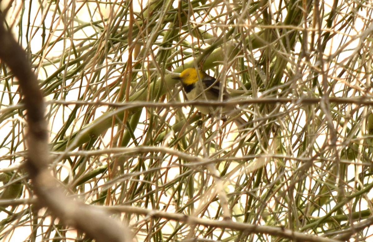 Paruline à tête jaune - ML56389971