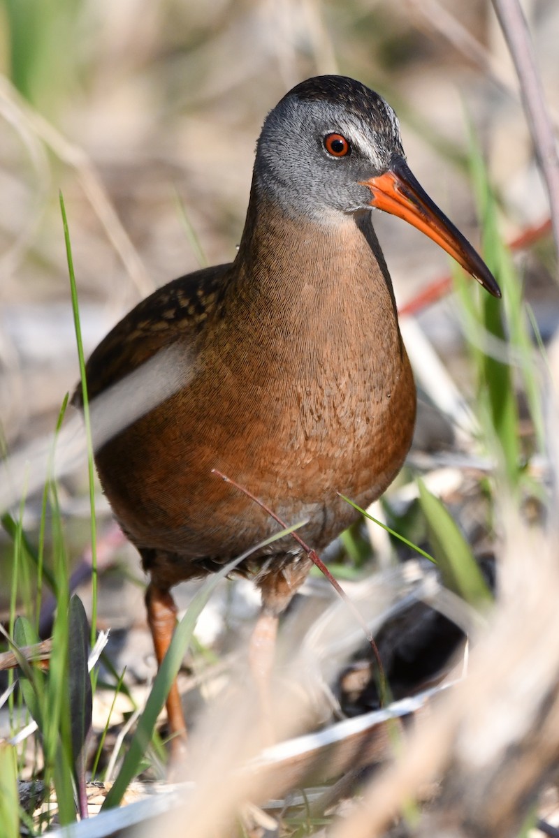 Virginia Rail (Virginia) - ML563901701