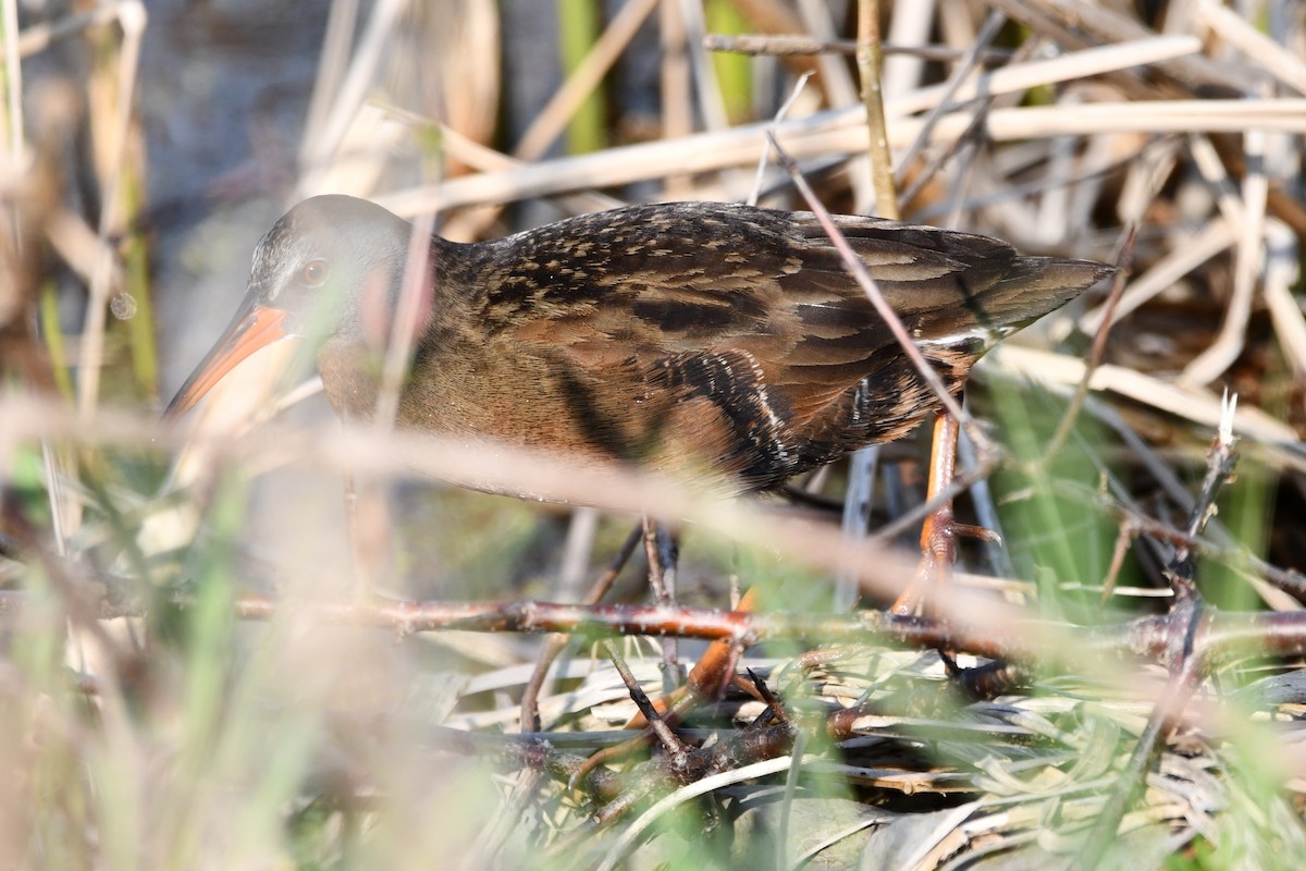 Virginia Rail (Virginia) - ML563901711