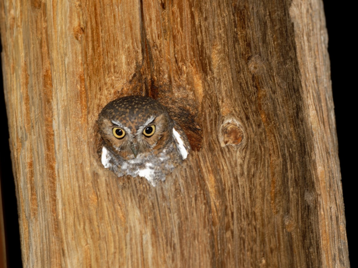 Elf Owl - ML563902441