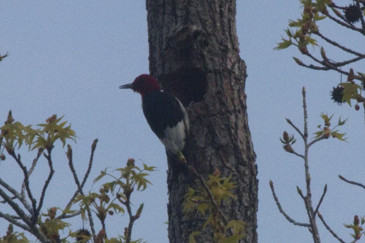 Red-headed Woodpecker - ML563902691