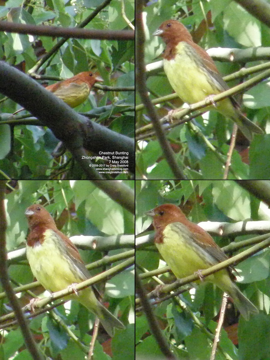 Chestnut Bunting - ML56390431