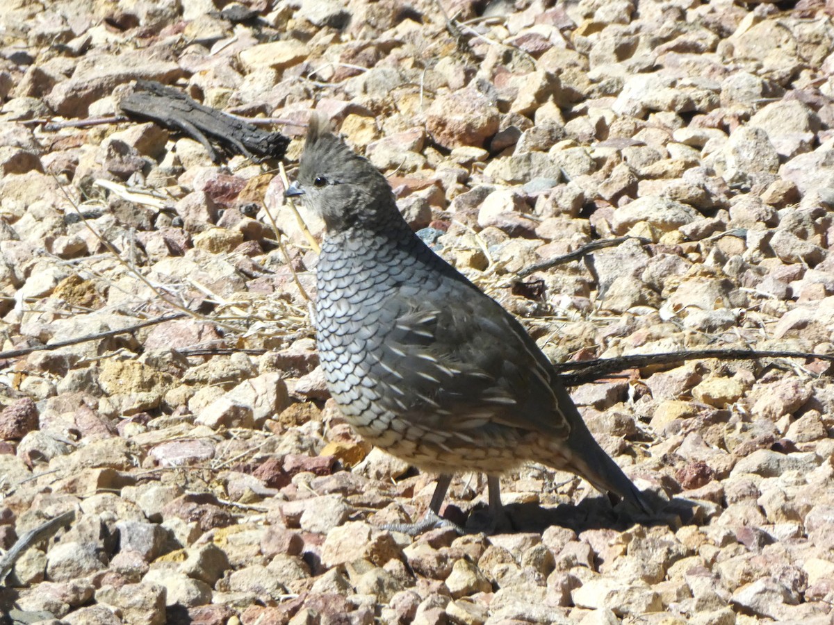 Scaled Quail - Graeme Spinks