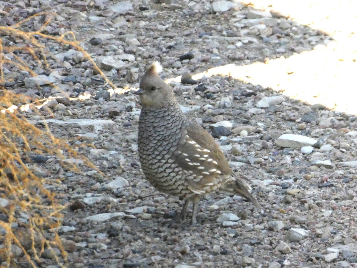 Scaled Quail - Graeme Spinks