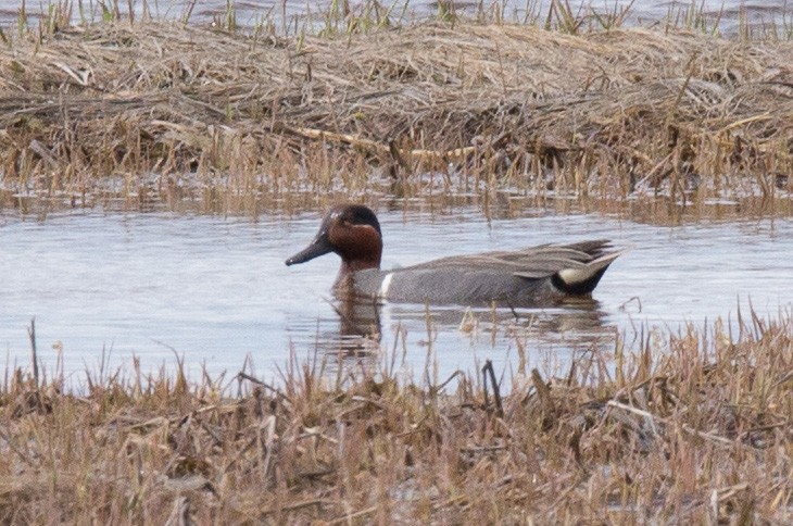 Green-winged Teal - ML56390501