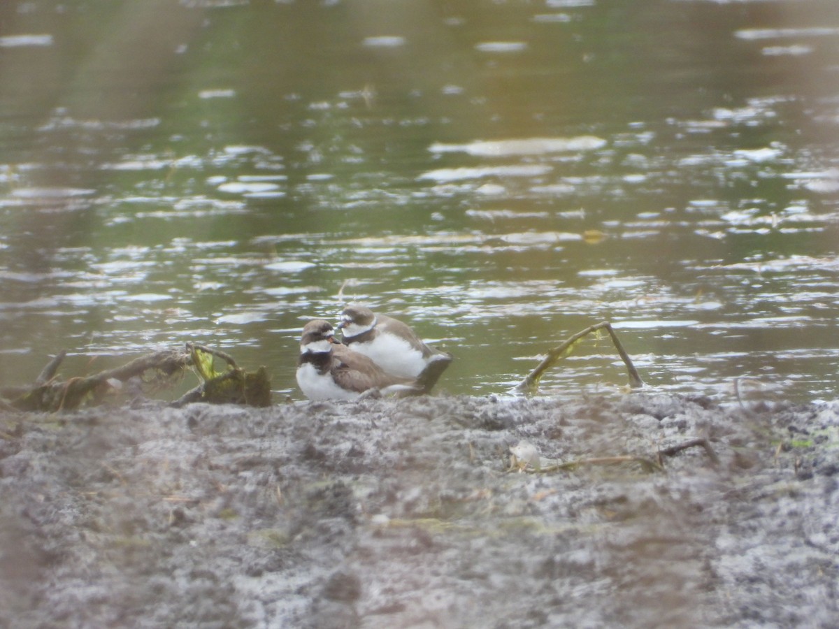 Semipalmated Plover - ML563905131