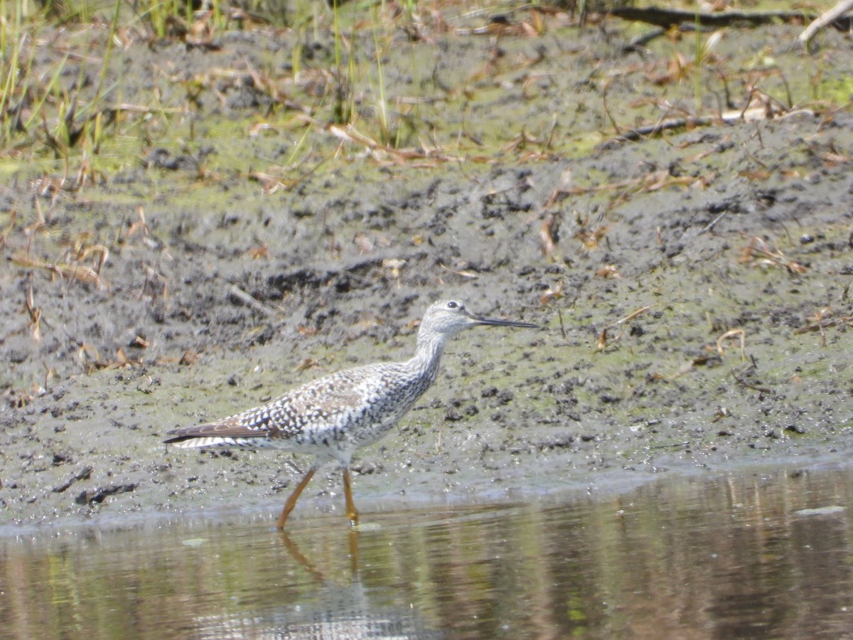 Greater Yellowlegs - ML563905221